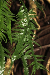 Microsorum scandens