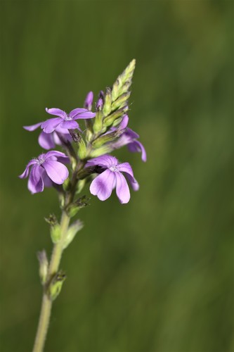 Buchnera americana