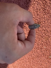 Polyphylla decemlineata