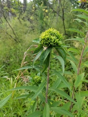 Rhopalomyia capitata