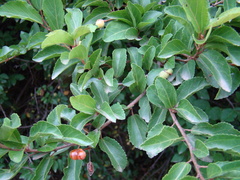 Grewia occidentalis occidentalis