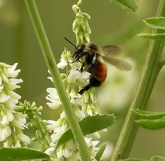 Bombus rufocinctus