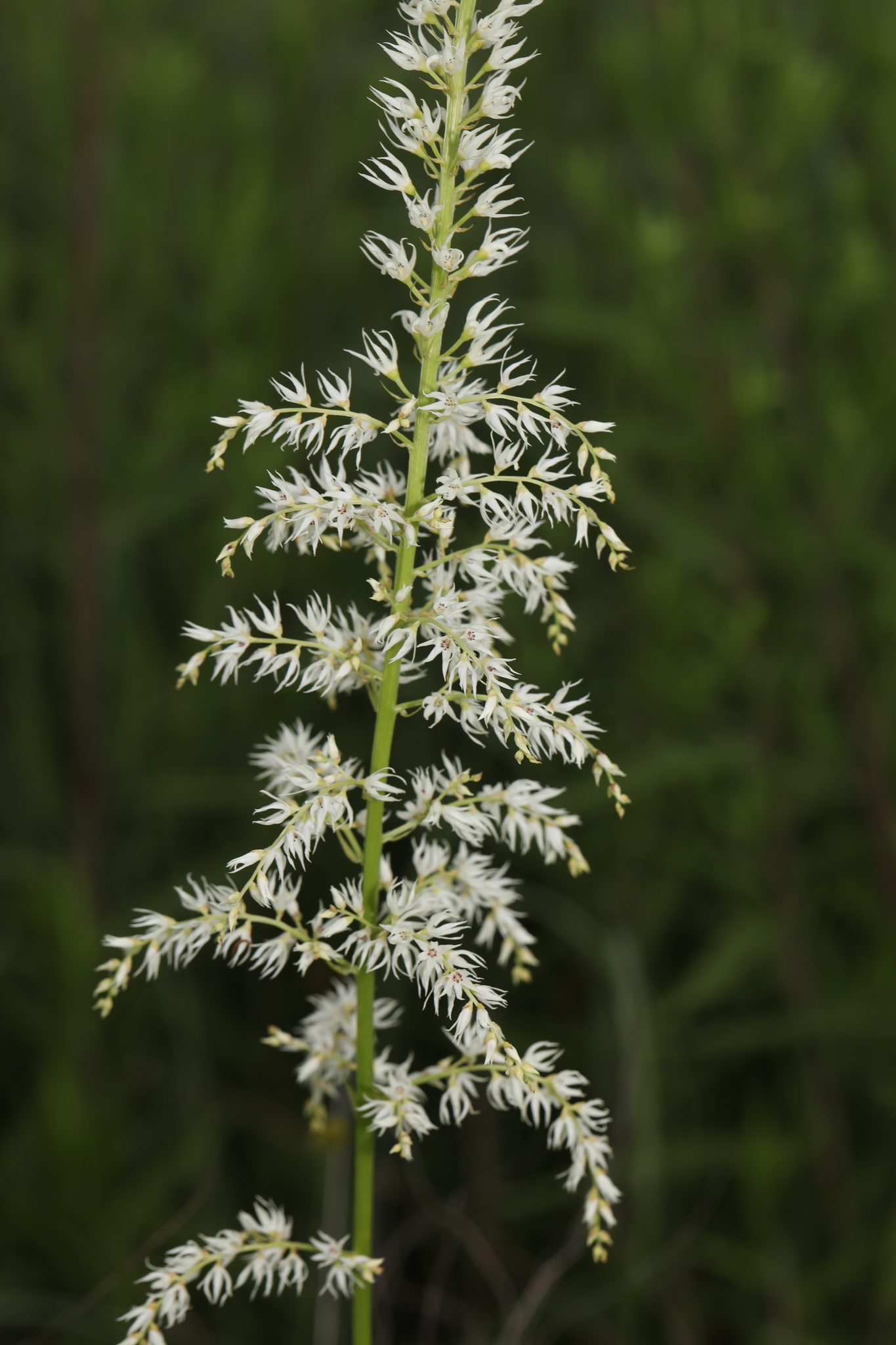 Stenanthium gramineum