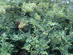 Grewia occidentalis occidentalis