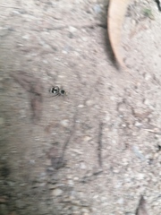 Dasymutilla arachnoides