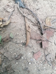 Dasymutilla arachnoides