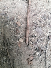 Dasymutilla arachnoides