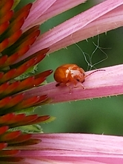 Chrysomelidae