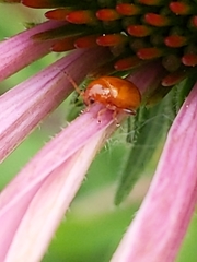 Chrysomelidae