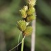 Carex tribuloides - Photo (c) Paul Marcum, algunos derechos reservados (CC BY-NC), subido por Paul Marcum