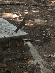 Turdus grayi