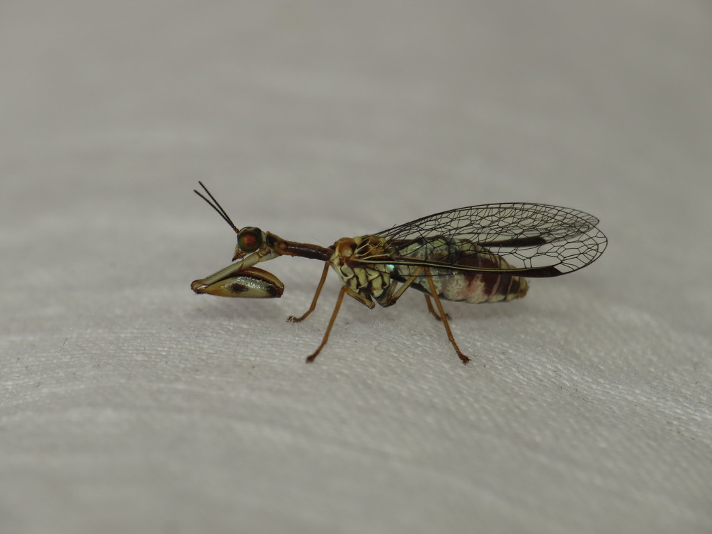 Spaminta