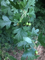 Crataegus monogyna