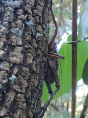 Deinacrida heteracantha