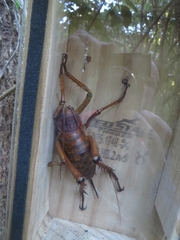 Deinacrida heteracantha