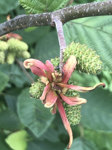 Eastern American alder tongue gall fungus