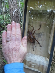 Deinacrida heteracantha