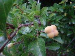 Grewia occidentalis occidentalis