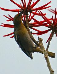 Icterus bullockii