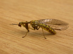 Spaminta minjerribae