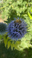 Echinops ritro