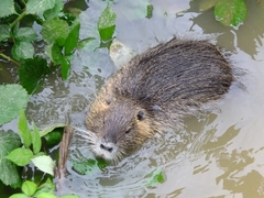Myocastor coypus