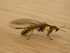 Spaminta minjerribae