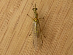 Spaminta minjerribae