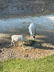 Addax nasomaculatus