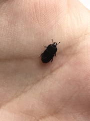 Hololepta