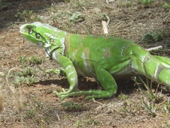 Iguana iguana