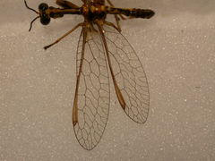 Spaminta minjerribae