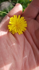 Crepis hierosolymitana