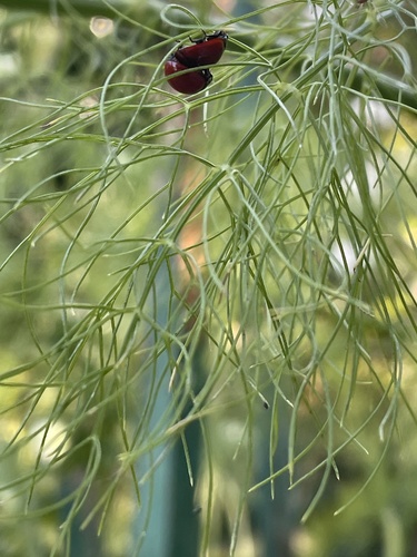 photo of California Lady Beetle (Coccinella californica)