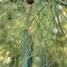photo of California Lady Beetle (Coccinella californica)