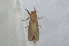 Phragmataecia irrorata