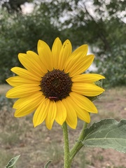 Helianthus annuus
