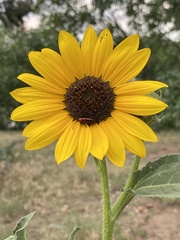 Helianthus annuus