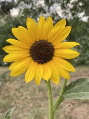 Helianthus annuus