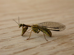 Spaminta minjerribae