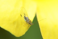 Mastigimas schwarzi
