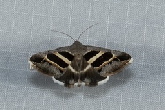 Grammodes exclusiva