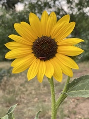 Helianthus annuus