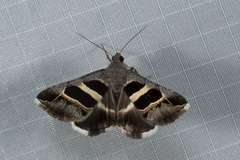 Grammodes exclusiva
