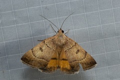 Plecopterodes moderata