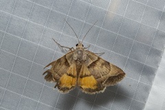 Plecopterodes moderata