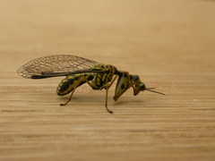 Spaminta minjerribae