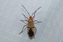 Dysdercus intermedius