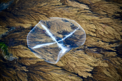 Staurostoma mertensii