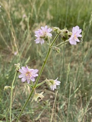Mirabilis linearis